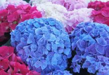 A Színek és Formák Királynője a Kertben