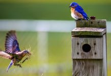 Madárbarát kert: hogyan vonzd be a madarakat a kertedbe?