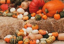 Pumpkin spice őrület: a tök íze, ami beragyogja az őszt