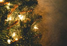 Fenyőfa választás: mű, élő vagy földlabdás?