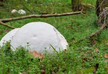 A pöfeteg gomba: az erdők titkos csodái