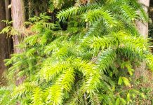 Agostyáni arborétum: Egy elfeledett paradicsom a természet szerelmeseinek