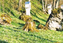 A hóvirág varázsa Bakonybélen