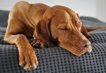 Top Dog Miskolc – Ahol kedvencünknek minden megtalálható