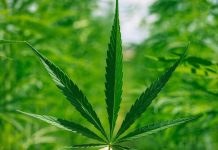 A természet és a technológia harmóniája: a CBD olaj új formái