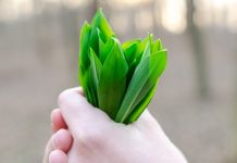 Medvehagyma tavaszi csoda és természetes erő Medvehagyma
