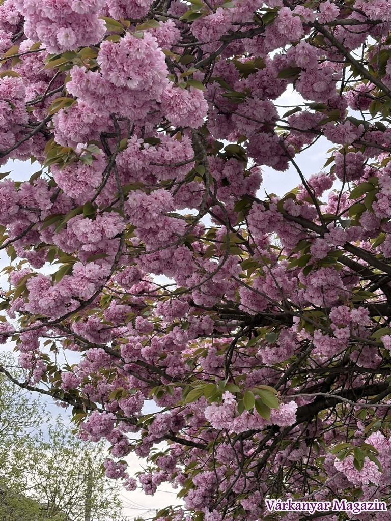 japán díszcseresznye virágzás Tata