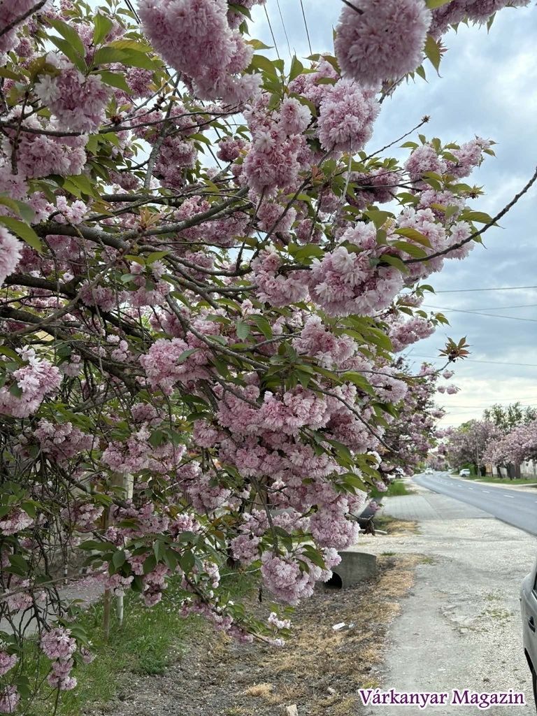japán díszcseresznye virágzás Tata