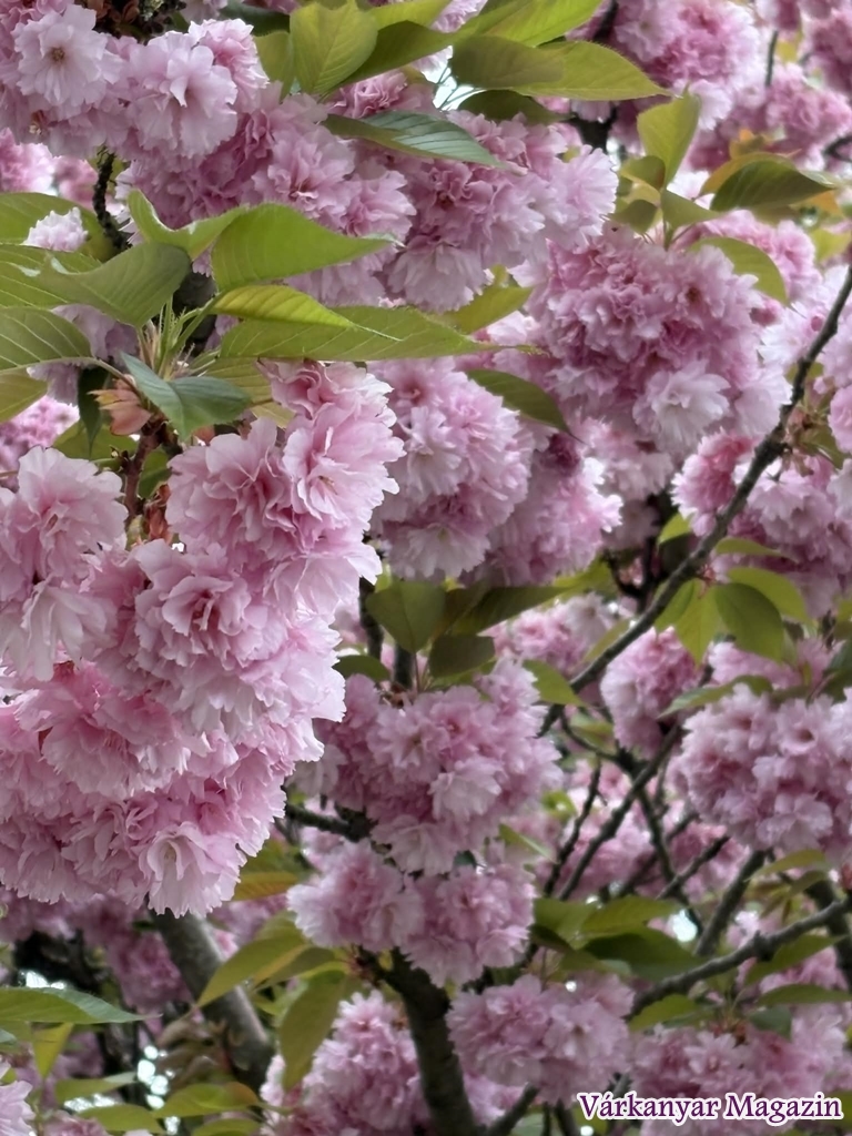 japán díszcseresznye virágzás Tata