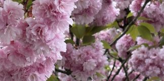 Rózsaszín sziromfelhők: A japán díszcseresznye virágzása Tatán kreativmagazin.hu