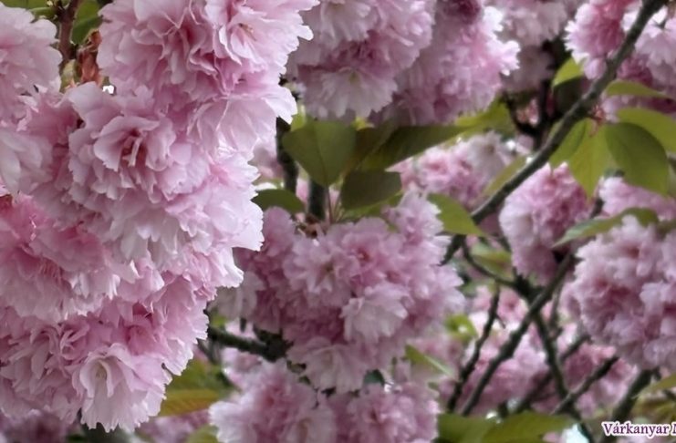 Rózsaszín sziromfelhők: A japán díszcseresznye virágzása Tatán kreativmagazin.hu